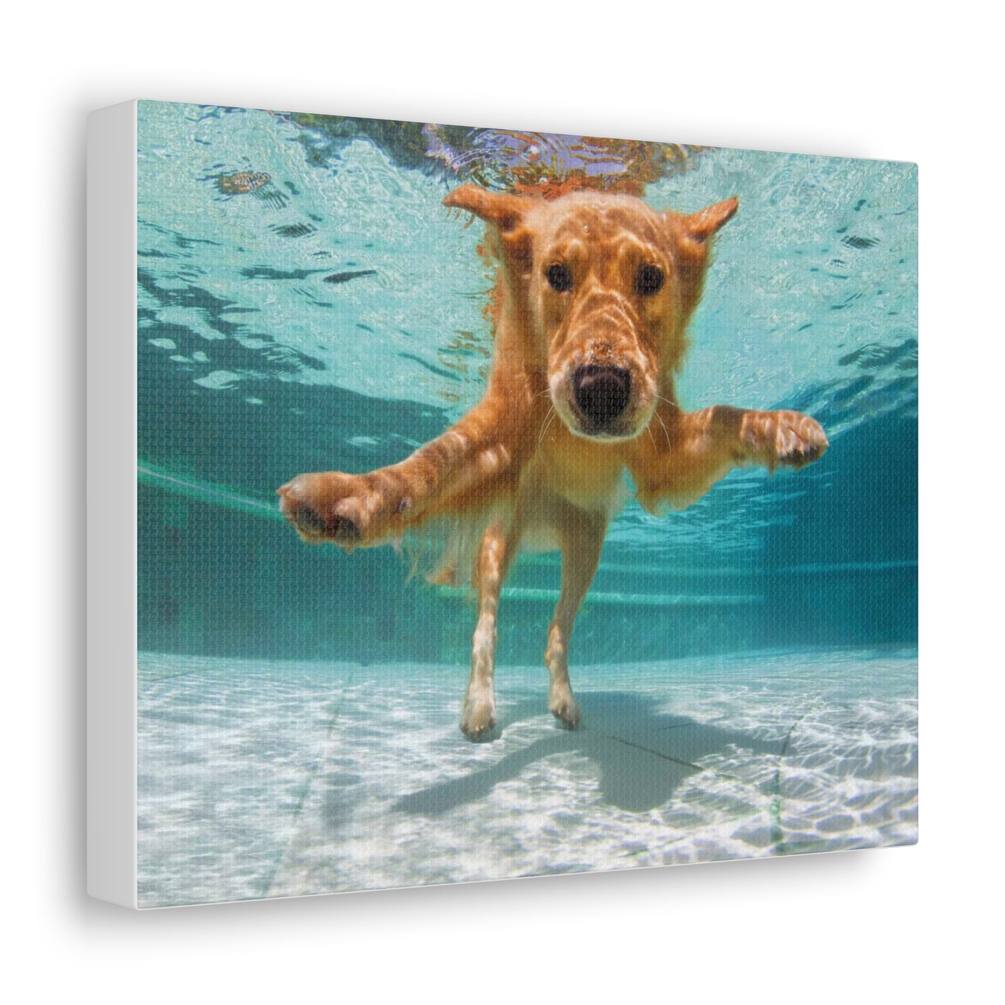 Labrador Canvas Gallery Wraps