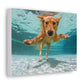 Labrador Canvas Gallery Wraps