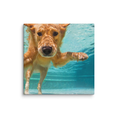 Swimming Labrador Canvas