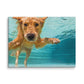 Swimming Labrador Canvas