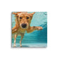 Swimming Labrador Canvas